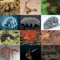 Panarthropoda2