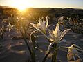 Pancratium maritimum 1