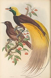 Archivo:Paradisaea apoda - The Birds of New Guinea