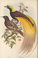 Paradisaea apoda - The Birds of New Guinea