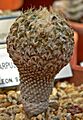 Pelecyphora strobiliformis 1