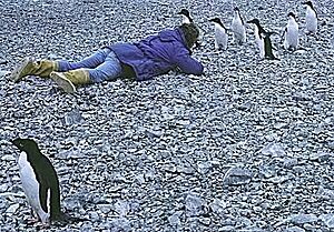 Archivo:Penguin2