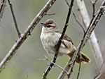 Archivo:Phacellodomus rufrifrons - Rufous-fronted thornbird; Boa Nova, Bahia, Brazil