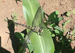 Archivo:Phenes raptor 108017862