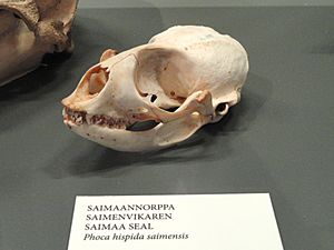 Archivo:Phoca hispida saimensis skull - Finnish Museum of Natural History - DSC04521