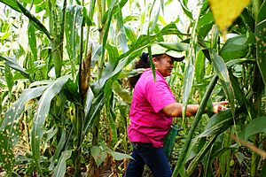 Archivo:Por la milpa
