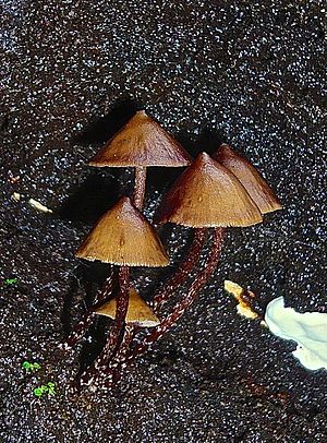 Archivo:Psilocybe yungensis Singer & A.H. Sm 368728
