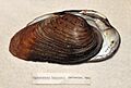 Ptychobranchus fasciolaris (Rafinesce, 1820)