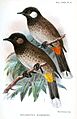 PycnonotusMagrathiKeulemans
