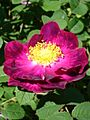 RosaGallicaAlainBlanchard1UME