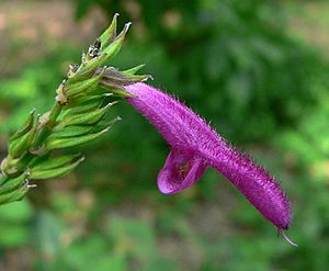 Archivo:Salvia iodantha 1
