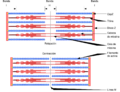 Sarcomere es