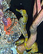 Seahorse closeup