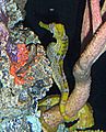 Seahorse closeup