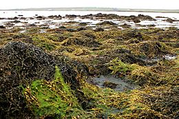 Archivo:Seaweed and rocks, Baltasound - geograph.org.uk - 969560
