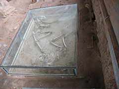 Shadiyakh excavation skeleton0