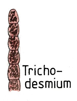 Archivo:Simplefilaments022 Trichodesmium