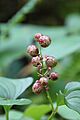 Snakeberries