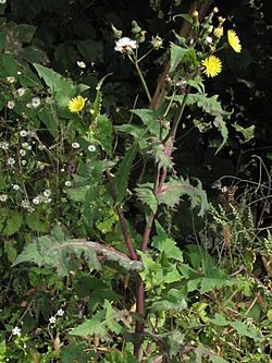 Sonchus oleraceus PID1767-2.jpg