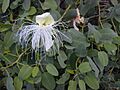 Starr 030202-0066 Capparis sandwichiana