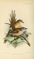 StipiturusKeulemans