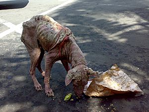 Archivo:Street dog-Gianyar Bali-2009