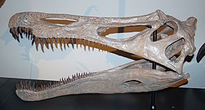Archivo:Suchomimus skullcast aus