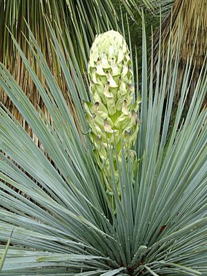Archivo:Yucca linearifolia - Jardin d'oiseaux tropicaux - DSC04873