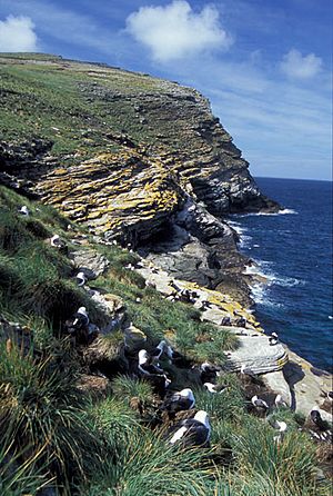 Archivo:21-falklands-westpoint-albatross-colony