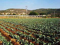 Archivo:Agricultura Michoacán