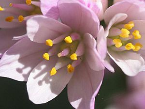 Archivo:Allium roseum flor