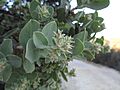 Arctostaphylos auriculata