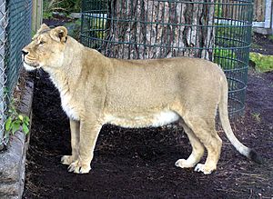 Archivo:Asiatic.lioness.arp