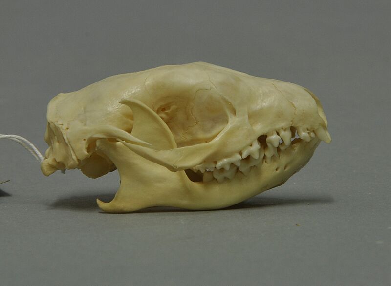 Atelerix albiventris 01 MWNH 316