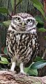 Athene noctua