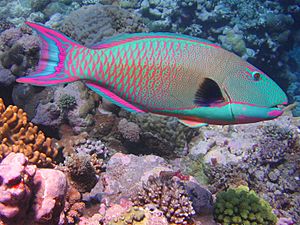 Archivo:Bicolor parrotfish