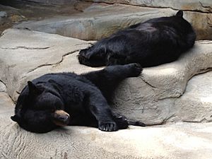 Archivo:Black bears relaxing Cincinnati zoo