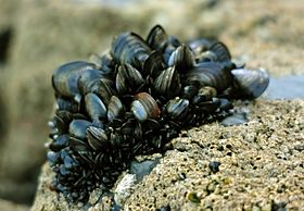 Archivo:Blue mussel clump
