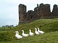 Brough Castle - geograph.org.uk - 17753