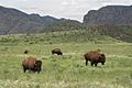 Buffalo in Chihuahua