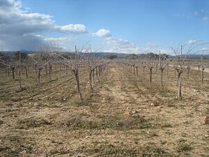 Archivo:Campo de viña en la estación de invierno, término municipal de Vilafamés