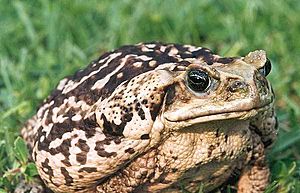 Archivo:Cane-toad