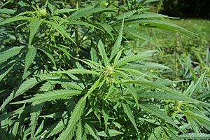 Archivo:Cannabis sativa plant (4)