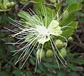 Capparis tomentosa flower Ilanda 08 09 2010
