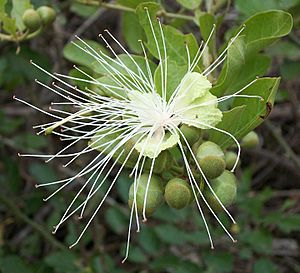Archivo:Capparis tomentosa flower Ilanda 08 09 2010