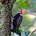 Celeus flavescens -Horto Florestal, Sao Paulo, Brazil -male-8
