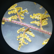 Cheilanthes pruinata - Pinna dorsal