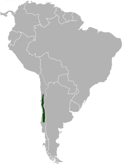 Antiguo rango de distribución del Chinchilla lanigera.
