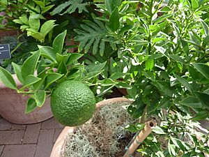 Archivo:Citrus aurantium var. myritifolia 'Chinotto' - Sour orange