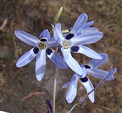 Conanthera campanulata (8467139250).jpg